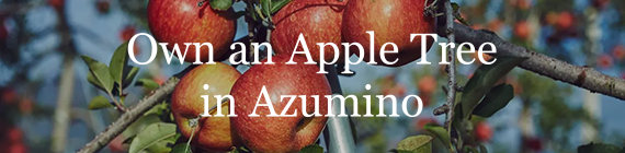 Own an Apple Tree in Azumino