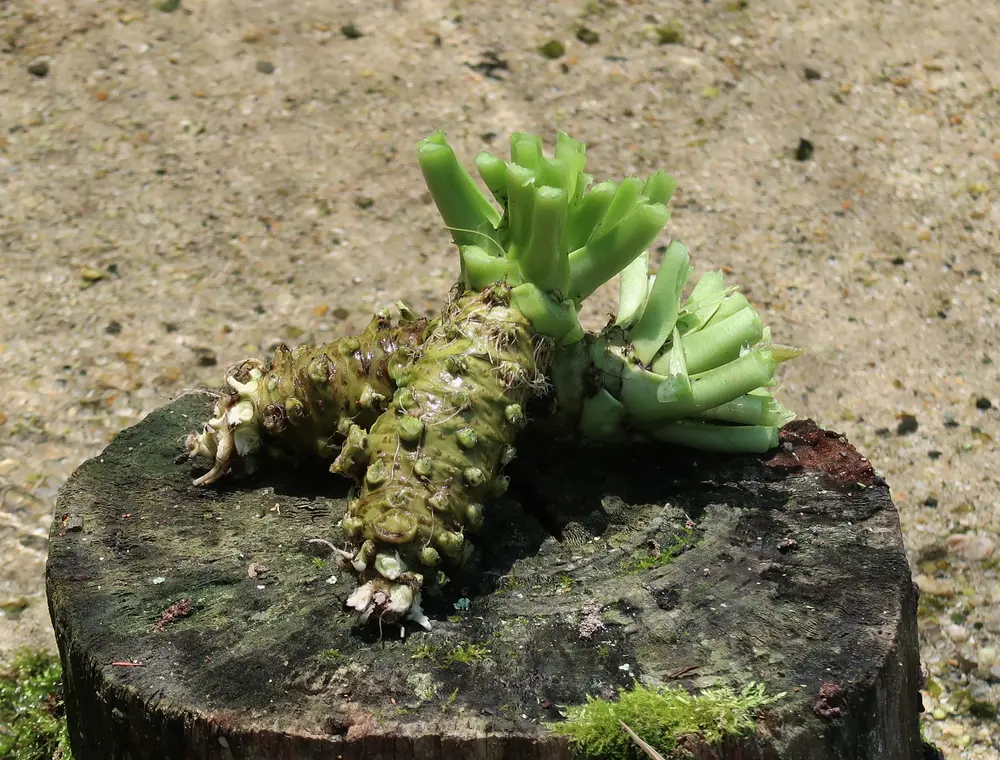 Freshly harvested Azumino wasabi