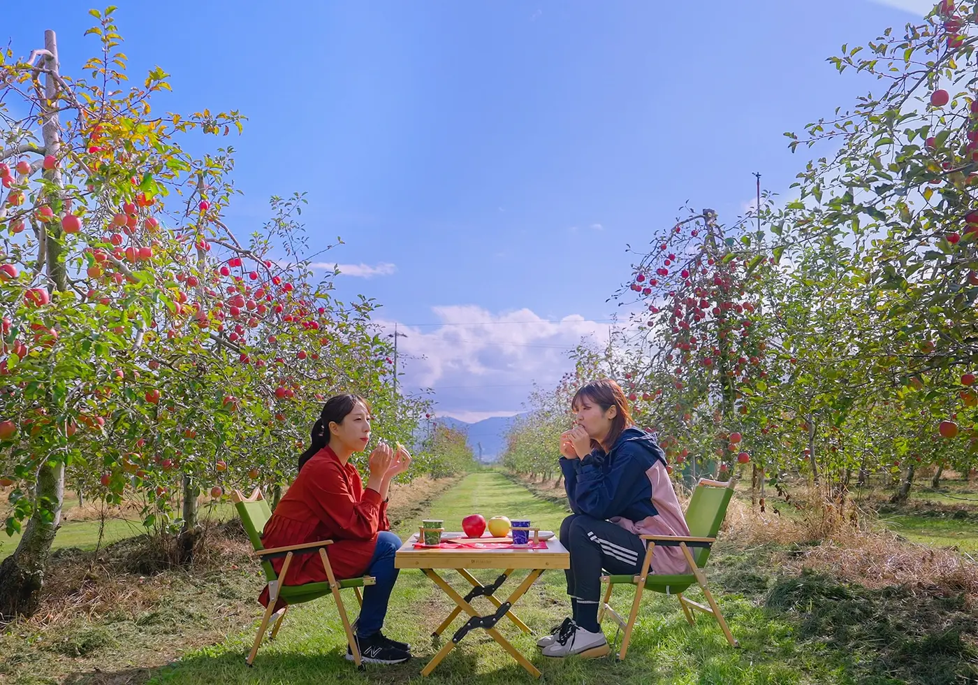 Guests enjoying the apple harvest in an Azumino orchard