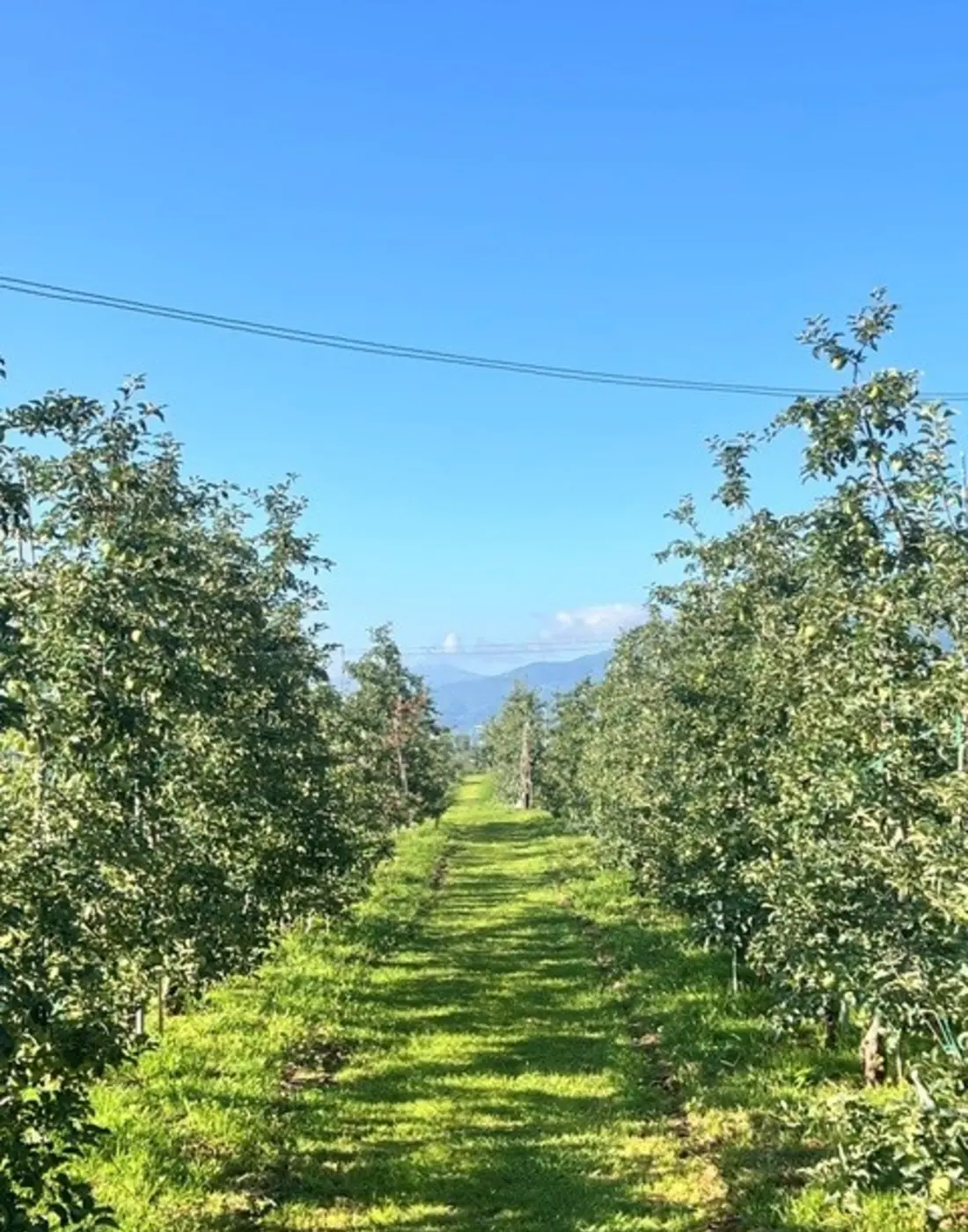 A green apple orchard in summer